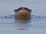 otter loer 2 : frieda